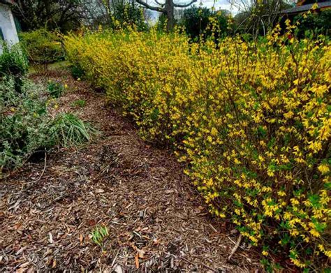 Forsythia Hedge Tips For Planting Spacing Best Type Flowering Time Forsythia Hedge Tips For Planting Spacing Best Type Flowering Time