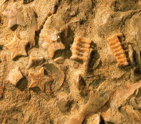 5 Fossil Record Facts