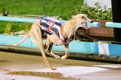 Free Greyhound Racing Tips And Best Bets For Angle Park 24 7 23