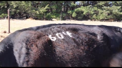 Understanding Freeze Branding Results: What You Need to Know