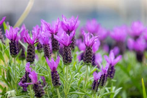 French Lavender Flower