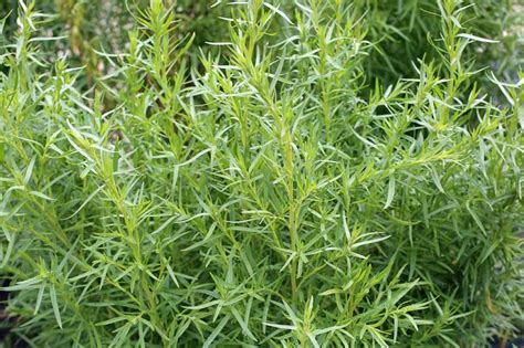 French Tarragon Artemisia Dracunculus Sativa Plant French Tarragon Artemisia Dracunculus Sativa Plant