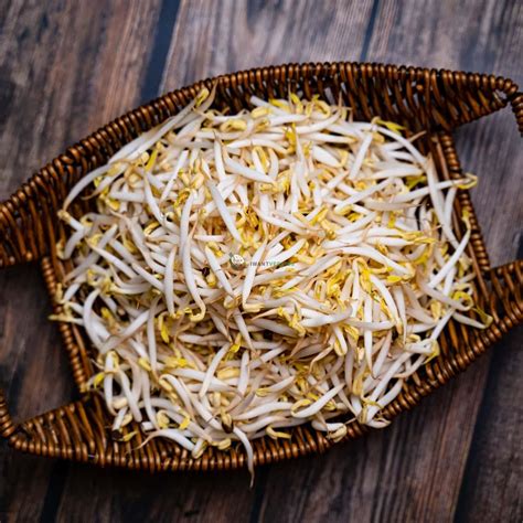 Fresh Bean Sprouts High Quality Kg Iwantveggies