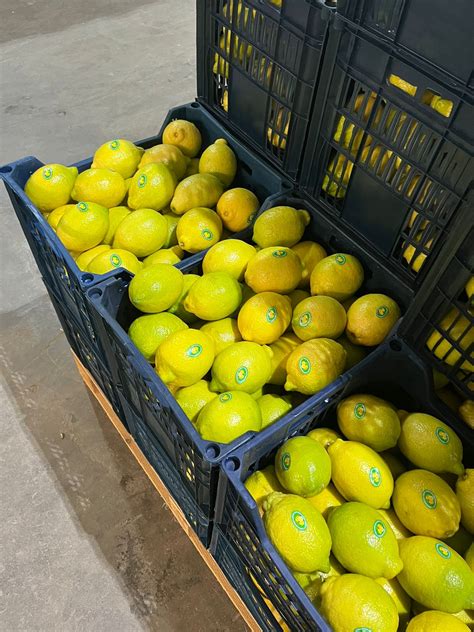Fresh Lemons Quality Price Suppliers