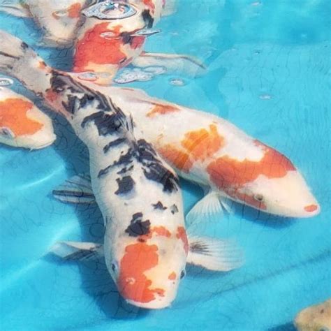 Frog Prince Aquatics