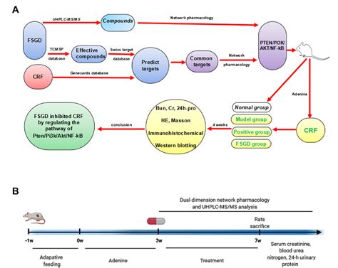 Frontiers Effect Of Fushengong Decoction On Pten Pi3k Akt Nf B