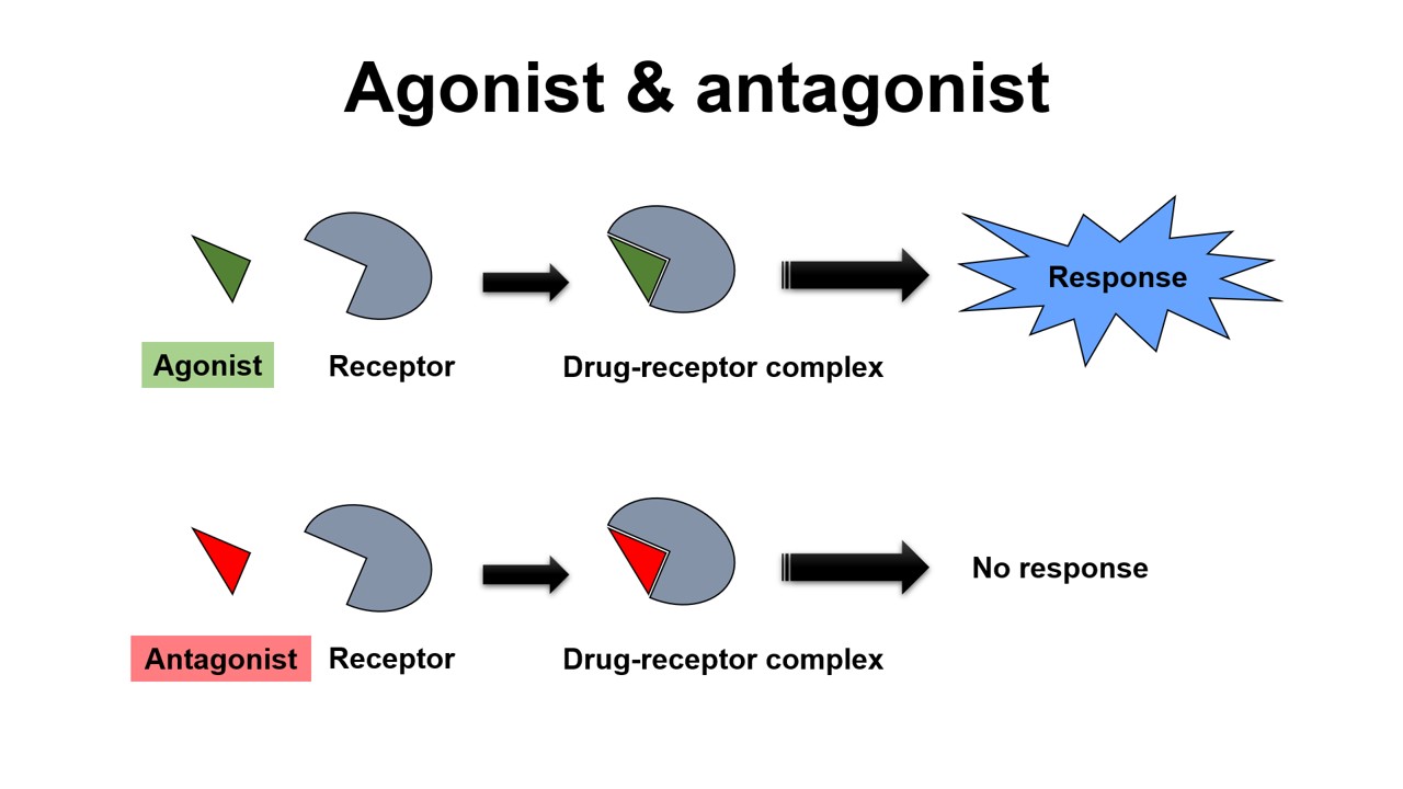 Frontiers Naltrexone Inhibits Il 6 And Tnf Production In Human Frontiers Naltrexone Inhibits Il 6 And Tnf Production In Human