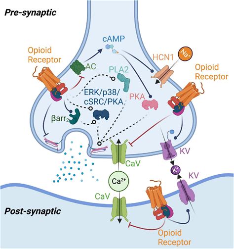 Frontiers Opioid Receptor Mediated Regulation Of Neurotransmission In