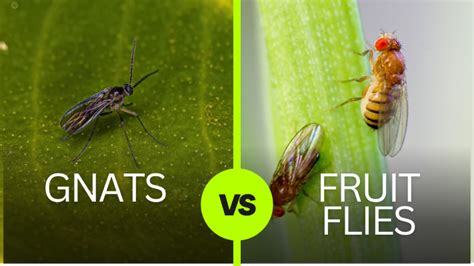 5 Ways Fruit Flies