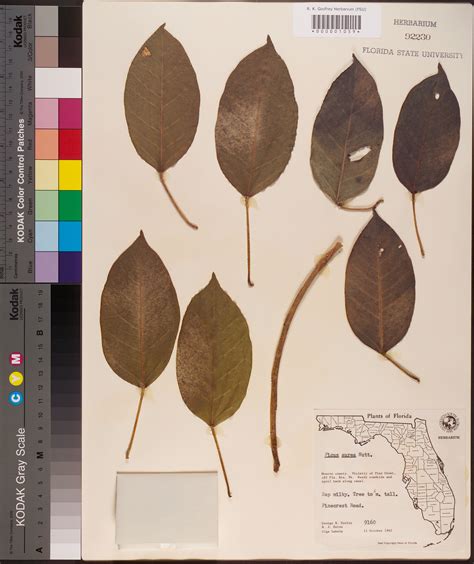 Fsu Robert K Godfrey Herbarium Visits