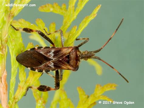 Fun Facts About The Western Conifer Seed Bug Leptoglossus Occidentalis