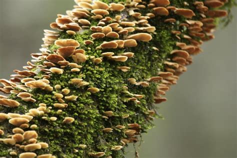 Fungus And Moss On Tree Stock Photo Image Of Nature 5120720
