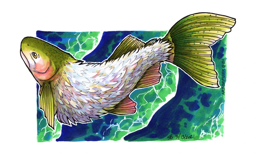 Fur Bearing Trout Sideshow Genetics Novum Terram Wiki Fandom