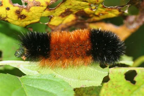 Fuzzy Caterpillar Orange And Black