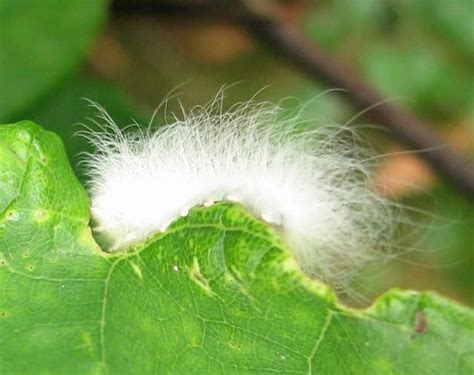 Fuzzy White Caterpillar Stock Image Image Of Change Bugs 5618081