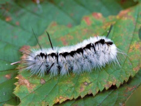 Fuzzy White Caterpillar Facts