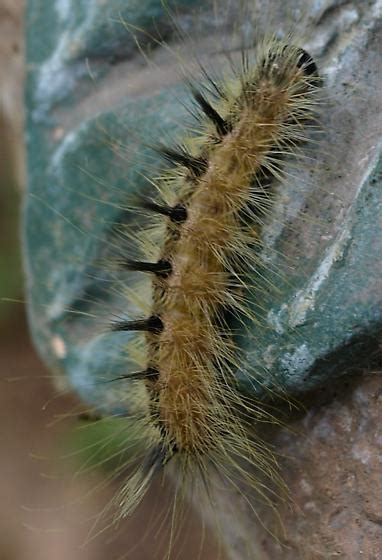 Fuzzy White Stinging Caterpillar With Black Spikes Acronicta