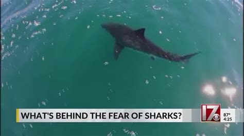 Galeophobia What Amp 39 S Really Behind The Fear Of Sharks Youtube