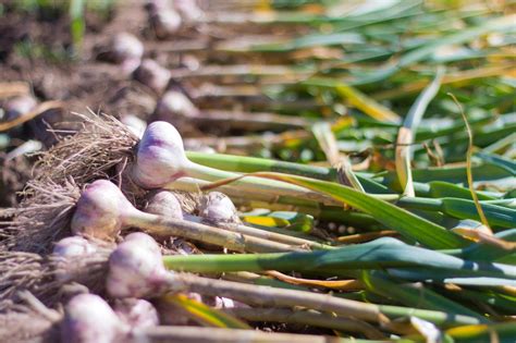 Garlic How To Plant Grow And Harvest Garlic Bulbs The Old Farmer S Almanac