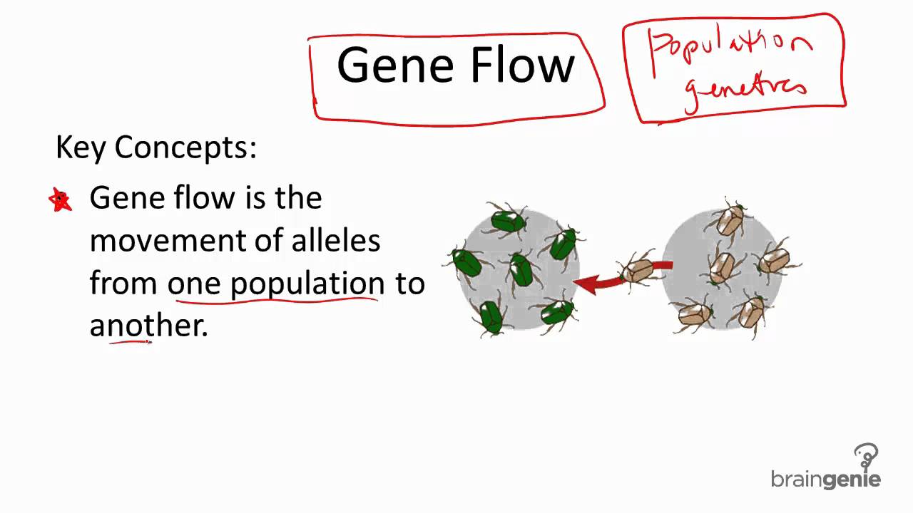 Gene Flow Example Explained