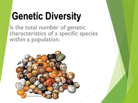 Genetic Diversity Ppt