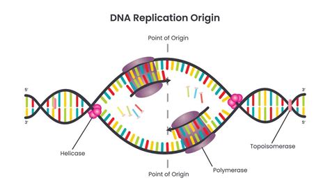 Genetics Chapter Five Dna Rna Dna Replication Initiation Genetics Chapter Five Dna Rna Dna Replication Initiation