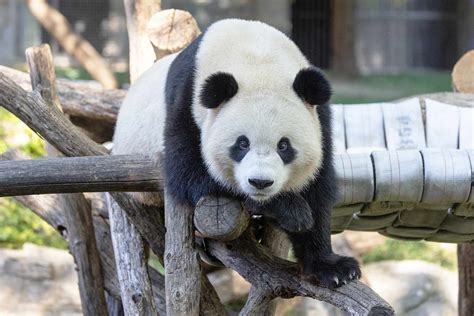 Giant Panda Cub Born At Smithsonian National Zoo