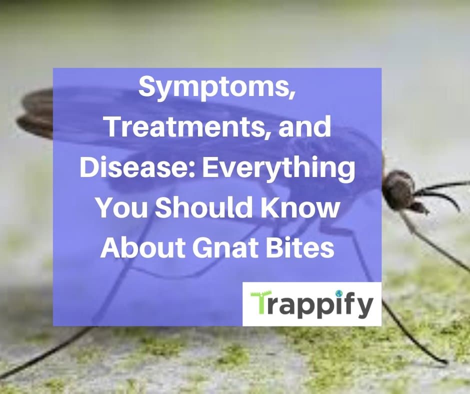 Gnat Bites Pictures Pictures Photos Gnat Bites Pictures Pictures Photos