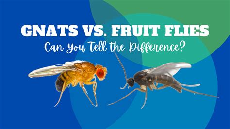 5 Gnat Vs Fly Facts