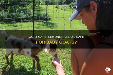 Goat Care Lemongrass Oil Safe For Baby Goats Petshun