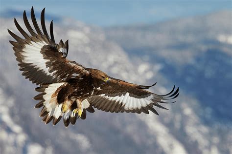 Golden Eagle Juvenile In Flight