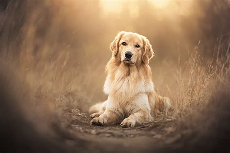 Golden Retriever Wallpaper Desktop