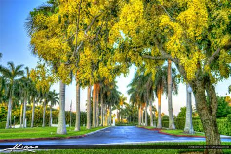 Golden Shower Tree Cassia Fistula Hdr Photography By Captain Kimo
