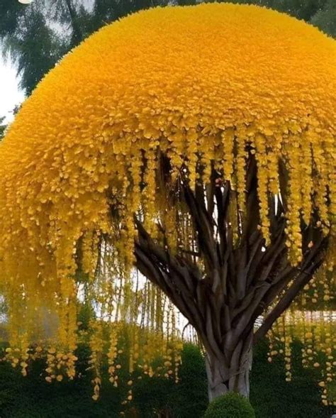 Golden Shower Tree Beauty