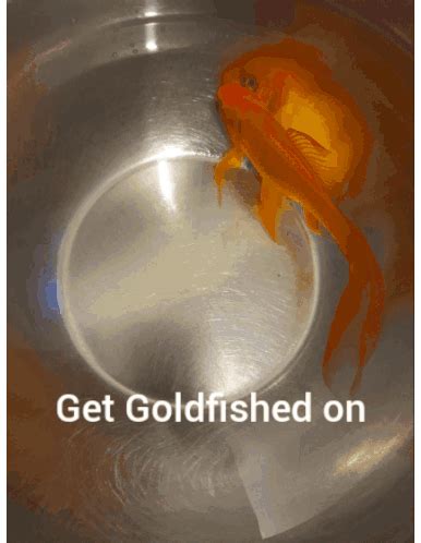 Goldfish Gif Goldfish Discover Share Gifs