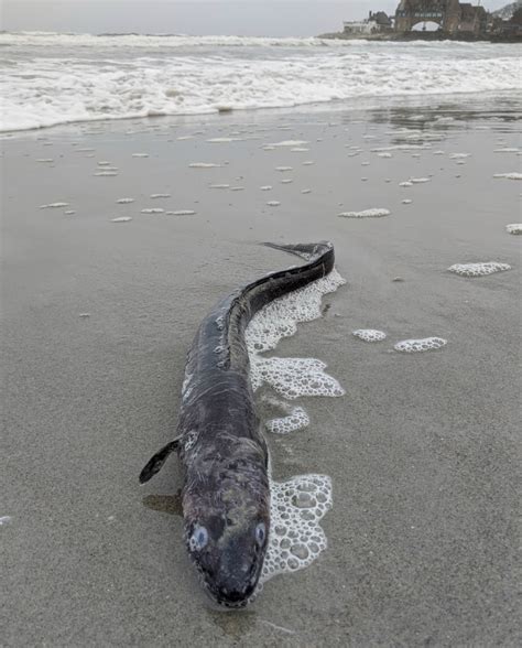Golocalprov Photo Of The Week Conger Eel Explores Narragansett