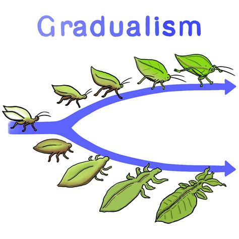 Gradualism Definition in Biology