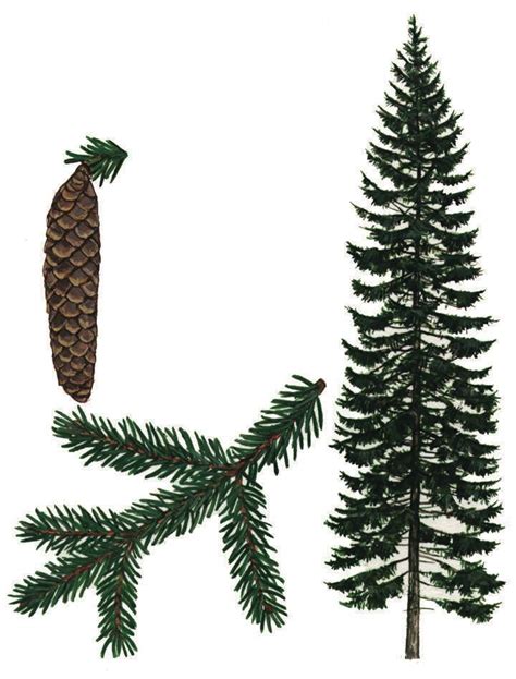 Gran Store Norske Leksikon