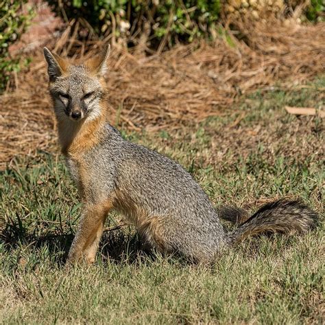 Gray Fox Animals Happen Wildlife Control