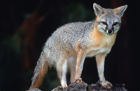 Gray Fox Urocyon Cinereoargenteus Natureworks