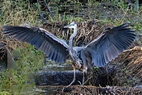 Great Blue Heron Largo Central Park Nature Preserve Largo Flickr