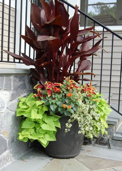 Great Design Plant Cannas