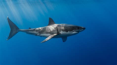 Great White Shark Photo By Denis Scott Shark Pictures Shark Photos Great White Shark Photo By Denis Scott Shark Pictures Shark Photos