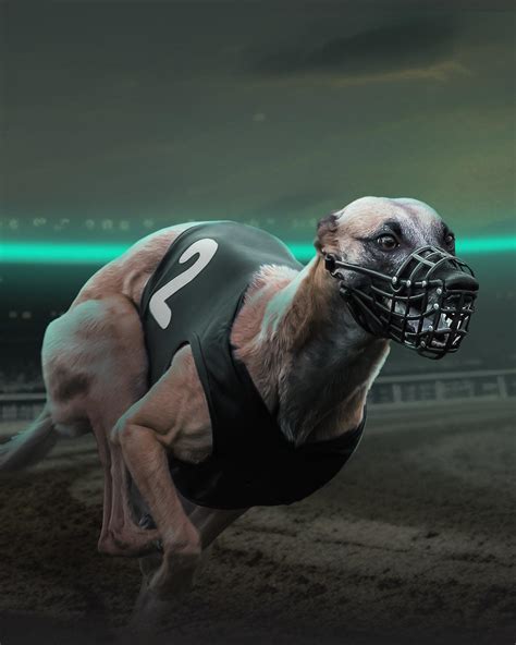 Greyhound Betting 2026 Where To Bet On Greyhounds