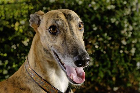 Greyhound Breed Info Best Food Training Grooming