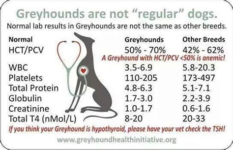 Greyhound Lab Results Important Information To Share With Your Veterinarian About Greyhounds Greyhound Lab Results Important Information To Share With Your Veterinarian About Greyhounds