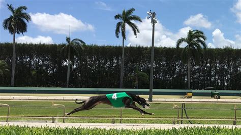 Greyhound Races Are A Thing Of The Past Here S Why Florida Still Hasn T Learned That Greyhound Races Are A Thing Of The Past Here S Why Florida Still Hasn T Learned That