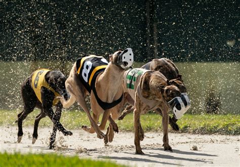 Greyhound Racing A Winnable Issue Faunalytics