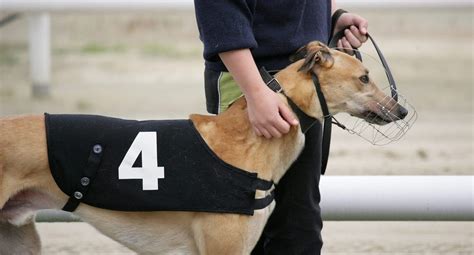 Greyhound Racing And Why It S Dying By The Dog Journal Medium