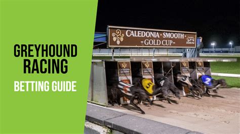 Greyhound Racing Betting Guide How To Bet On Greyhounds In 2026